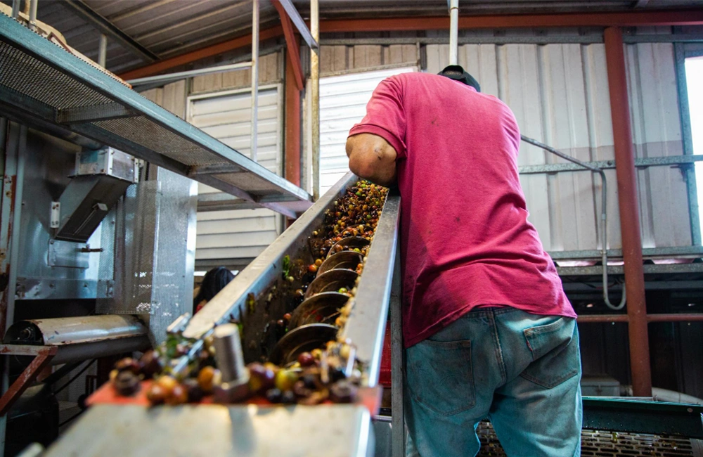 sistem pengolahan Palm Oil Mill Effluent